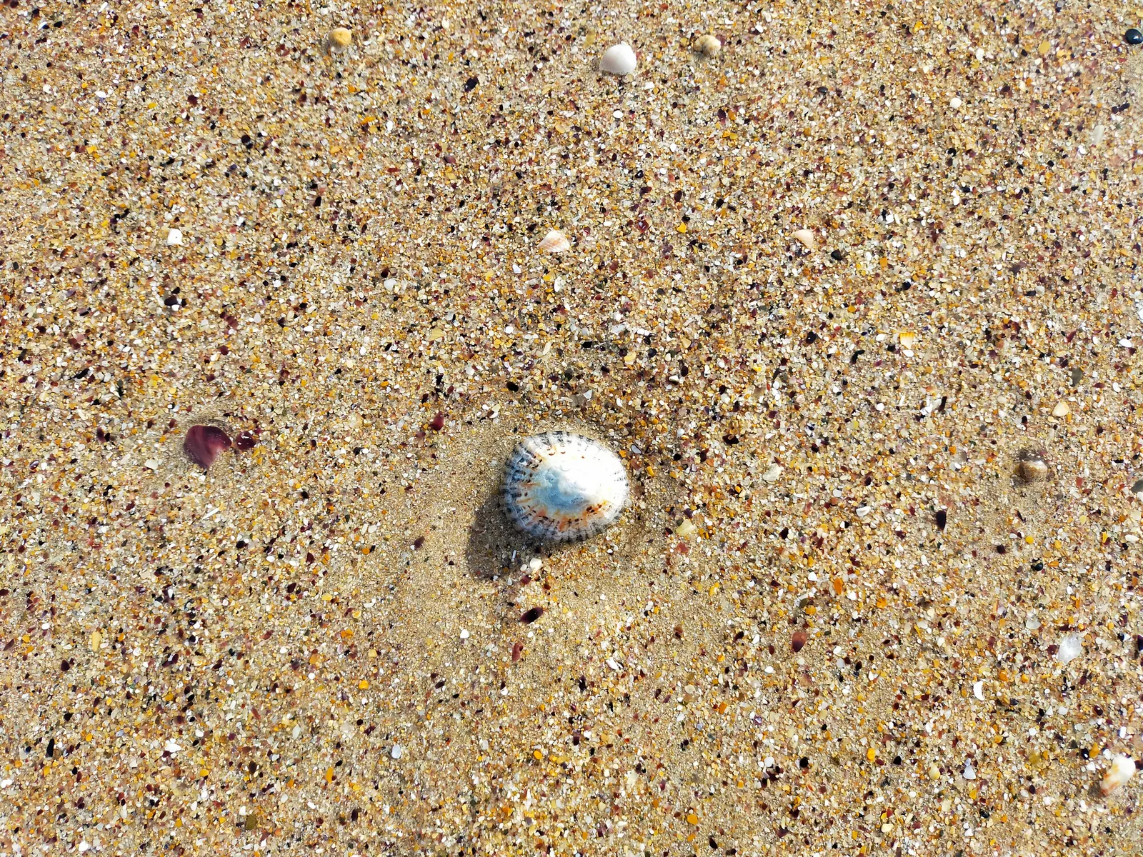 Coquillage