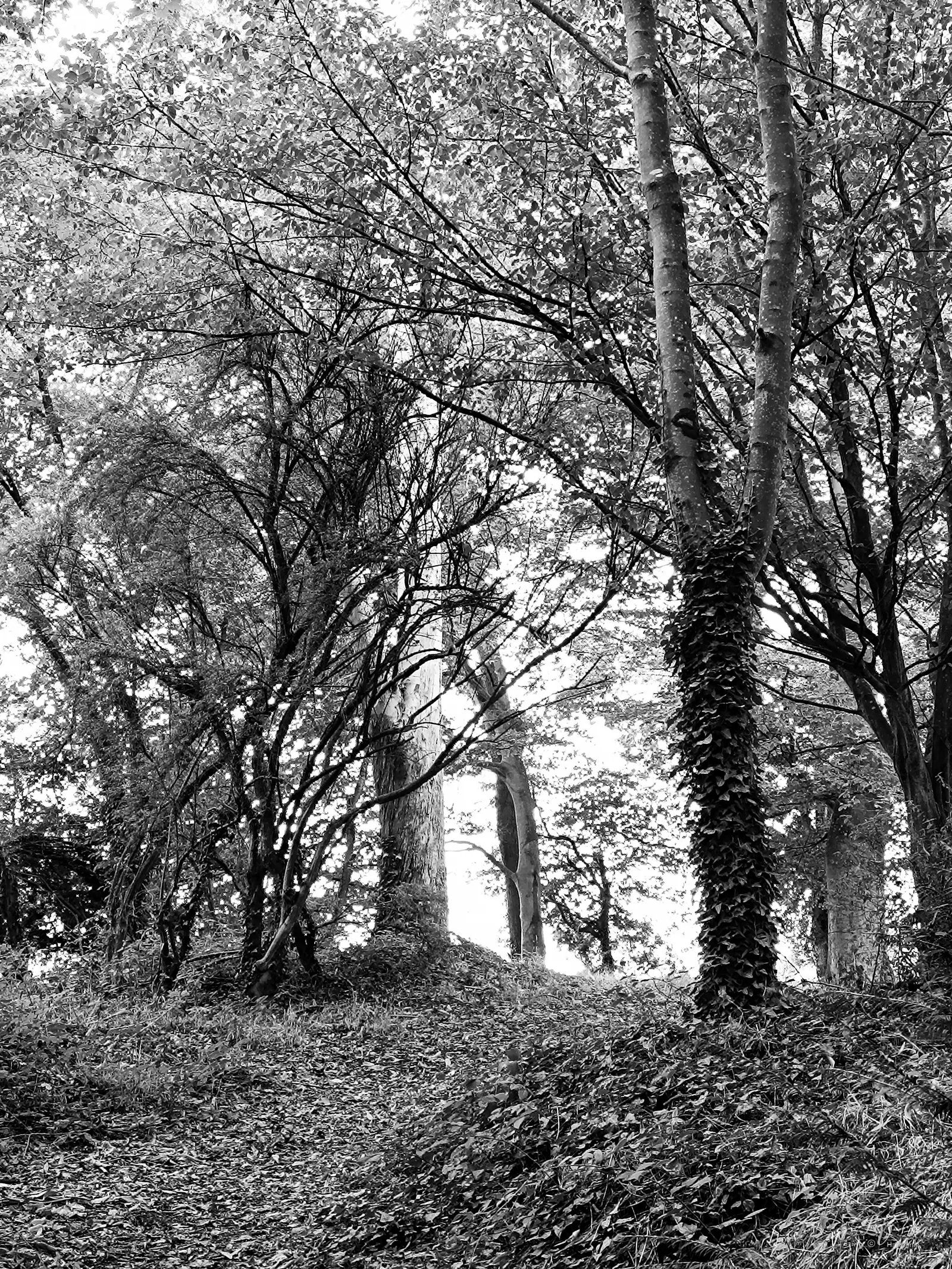 Puissance de l’arbre